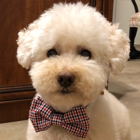 Meet your Posher, Sandralee - Picture 1 of 1